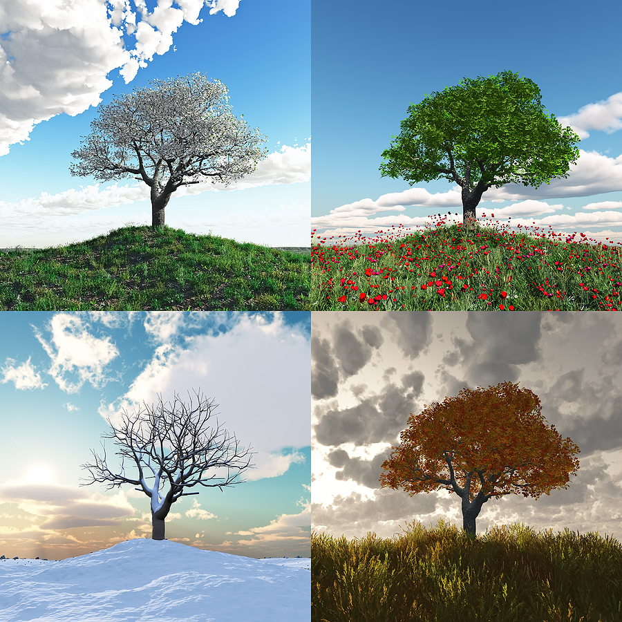 bigstock_lonely_tree_at_four_seasons_ti_12116381