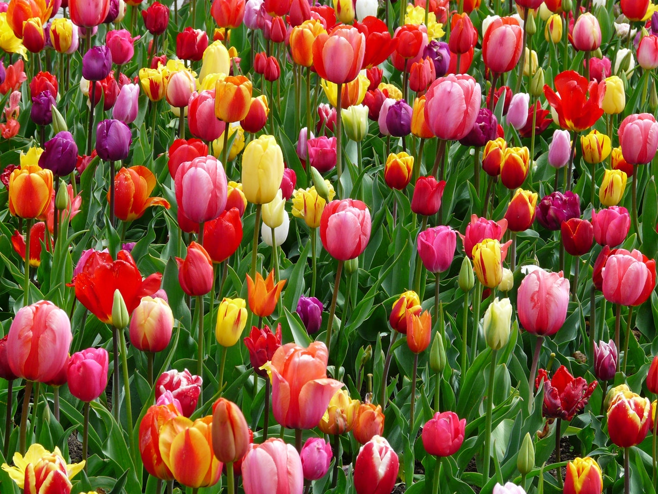 Canadian Tulip Festival: este ano o festival de tulipas do Canadá será online