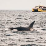 observação-baleias-canada