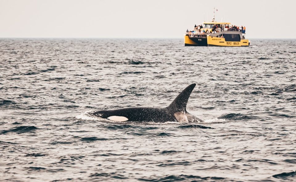 Turismo: Observação de baleias no Canadá