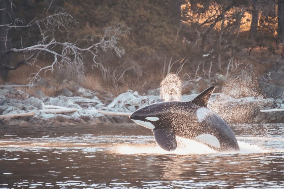 orca-canada